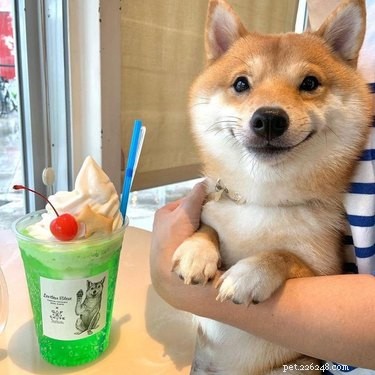 16 Heartwarming Dog Smiles Guaranteed to Brighten Your Day