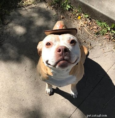 16 Heartwarming Dog Smiles Guaranteed to Brighten Your Day