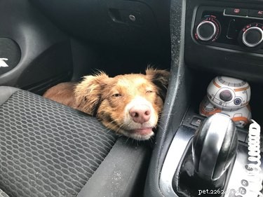 16 Heartwarming Dog Smiles Guaranteed to Brighten Your Day