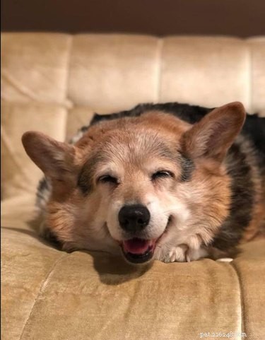 16 Heartwarming Dog Smiles Guaranteed to Brighten Your Day