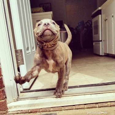 16 Heartwarming Dog Smiles Guaranteed to Brighten Your Day