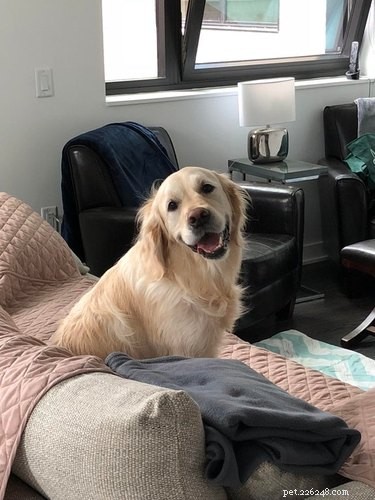 16 Heartwarming Dog Smiles Guaranteed to Brighten Your Day