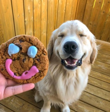 16 Heartwarming Dog Smiles Guaranteed to Brighten Your Day