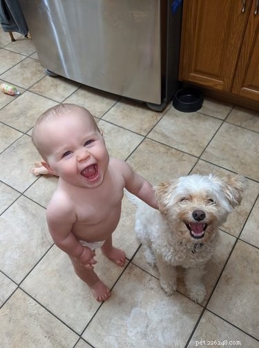 16 Heartwarming Dog Smiles Guaranteed to Brighten Your Day