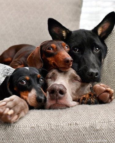 16 Heartwarming Dog Smiles Guaranteed to Brighten Your Day
