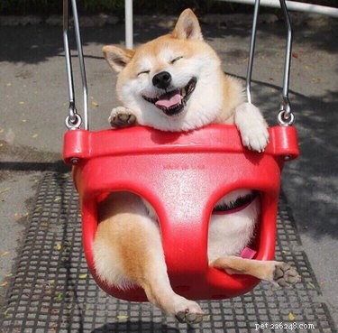 16 Heartwarming Dog Smiles Guaranteed to Brighten Your Day