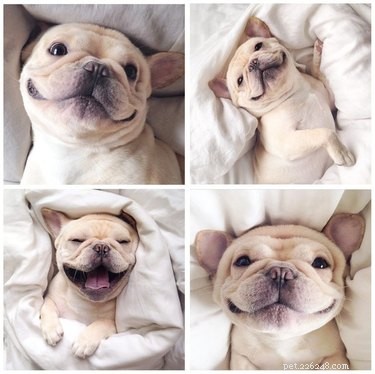16 Heartwarming Dog Smiles Guaranteed to Brighten Your Day