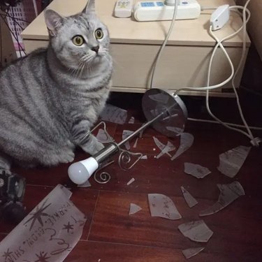 18 Feline Rule-Breakers: A Hilarious Look at Cat Mischief