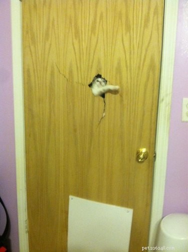 18 Feline Rule-Breakers: A Hilarious Look at Cat Mischief