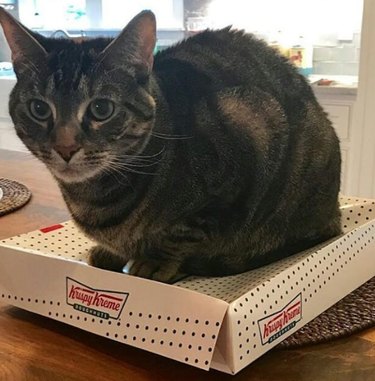 18 Feline Rule-Breakers: A Hilarious Look at Cat Mischief