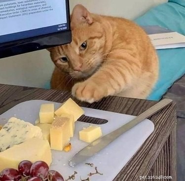18 Feline Rule-Breakers: A Hilarious Look at Cat Mischief