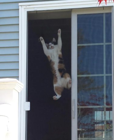 18 Feline Rule-Breakers: A Hilarious Look at Cat Mischief