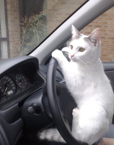 18 Feline Rule-Breakers: A Hilarious Look at Cat Mischief