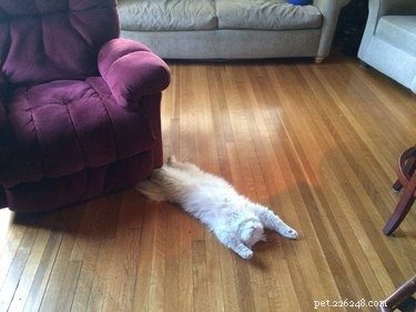 18 Feline Rule-Breakers: A Hilarious Look at Cat Mischief