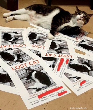 18 Feline Rule-Breakers: A Hilarious Look at Cat Mischief
