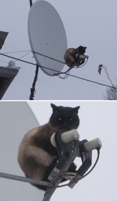 18 Feline Rule-Breakers: A Hilarious Look at Cat Mischief