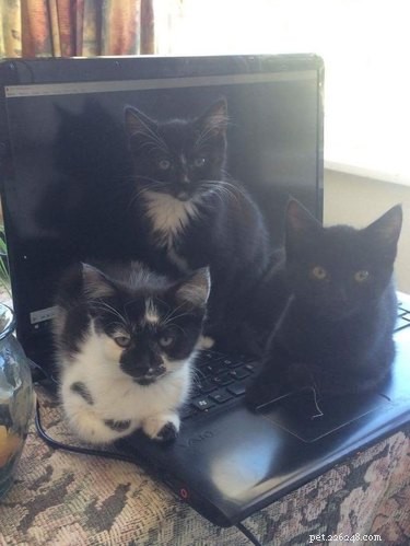 18 Feline Rule-Breakers: A Hilarious Look at Cat Mischief
