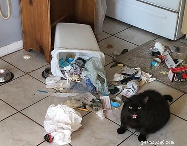18 Feline Rule-Breakers: A Hilarious Look at Cat Mischief