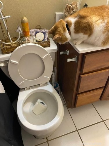 18 Feline Rule-Breakers: A Hilarious Look at Cat Mischief