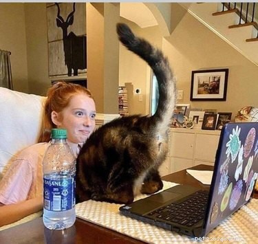 18 Feline Rule-Breakers: A Hilarious Look at Cat Mischief