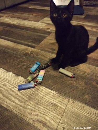 18 Feline Rule-Breakers: A Hilarious Look at Cat Mischief