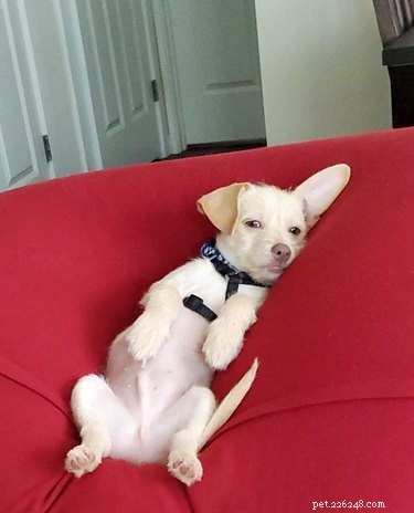 18 Inspiring Pet Stories Guaranteed to Warm Your Heart