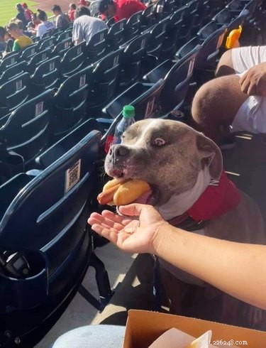 18 Inspiring Pet Stories Guaranteed to Warm Your Heart