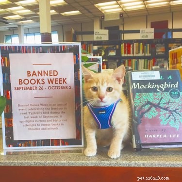 18 Inspiring Pet Stories Guaranteed to Warm Your Heart