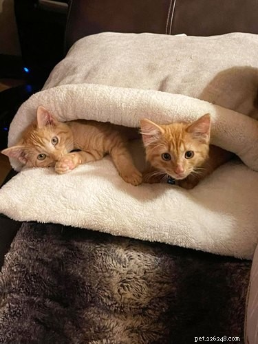 18 Inspiring Pet Stories Guaranteed to Warm Your Heart
