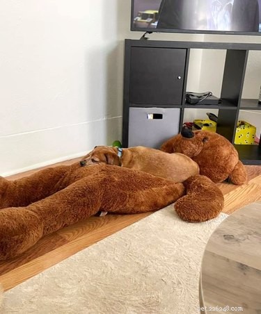 18 Inspiring Pet Stories Guaranteed to Warm Your Heart