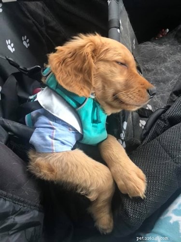 18 Inspiring Pet Stories Guaranteed to Warm Your Heart