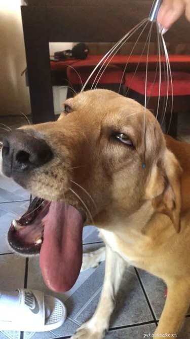 18 Inspiring Pet Stories Guaranteed to Warm Your Heart