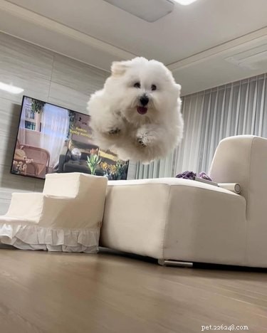 18 Inspiring Pet Stories Guaranteed to Warm Your Heart