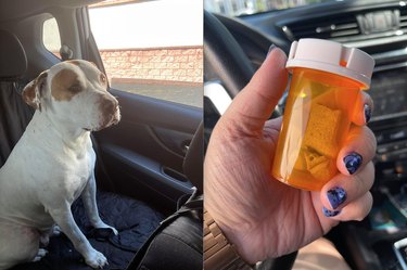 18 Inspiring Pet Stories Guaranteed to Warm Your Heart