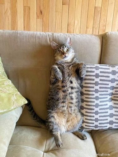 18 Inspiring Pet Stories Guaranteed to Warm Your Heart