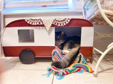 18 Inspiring Pet Stories Guaranteed to Warm Your Heart