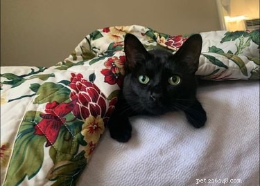 18 Inspiring Pet Stories Guaranteed to Warm Your Heart