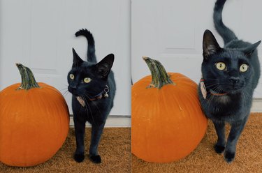 20 Black Cats Preparing for Halloween: A Spooky Season Preview