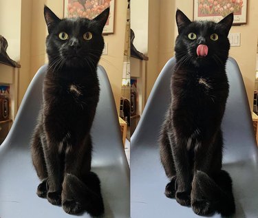 20 Black Cats Preparing for Halloween: A Spooky Season Preview