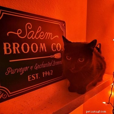 20 Black Cats Preparing for Halloween: A Spooky Season Preview
