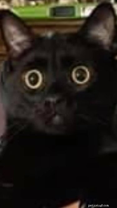 20 Black Cats Preparing for Halloween: A Spooky Season Preview