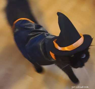20 Black Cats Preparing for Halloween: A Spooky Season Preview