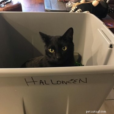 20 Black Cats Preparing for Halloween: A Spooky Season Preview