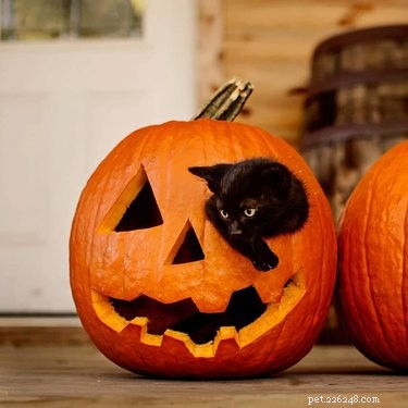 20 Black Cats Preparing for Halloween: A Spooky Season Preview