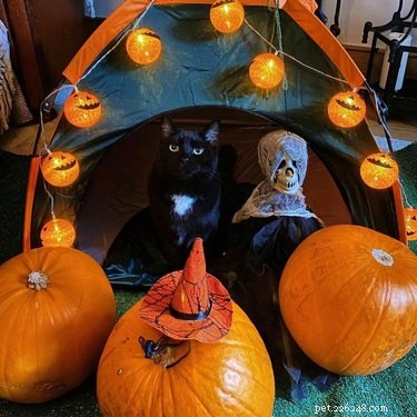 20 Black Cats Preparing for Halloween: A Spooky Season Preview