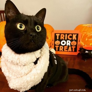 20 Black Cats Preparing for Halloween: A Spooky Season Preview