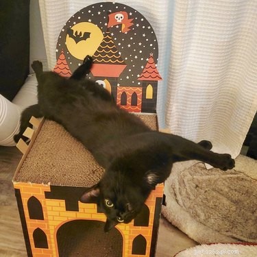 20 Black Cats Preparing for Halloween: A Spooky Season Preview