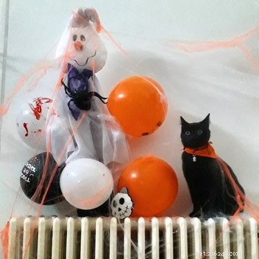 20 Black Cats Preparing for Halloween: A Spooky Season Preview
