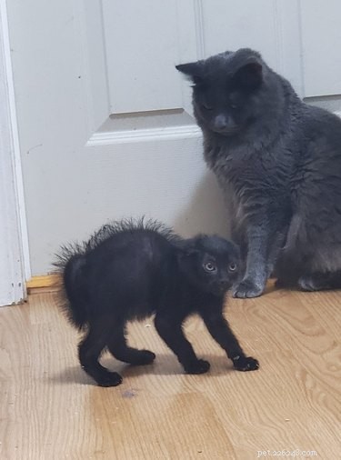 20 Black Cats Preparing for Halloween: A Spooky Season Preview