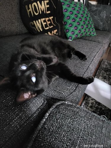 20 Black Cats Preparing for Halloween: A Spooky Season Preview